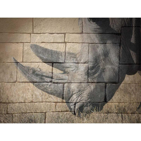 Stone Wall Rhino Black Modern Wood Framed Art Print with Double Matting by Lewis, Sheldon