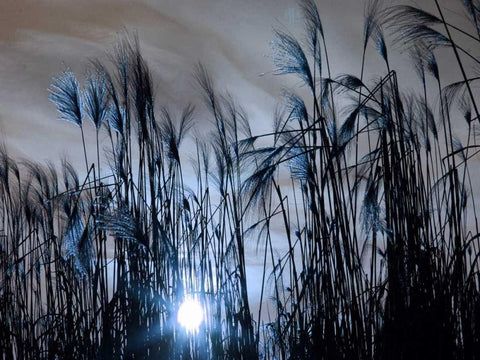 Blue Sunset Black Ornate Wood Framed Art Print with Double Matting by Lewis, Sheldon