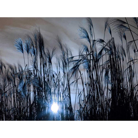 Blue Sunset Black Modern Wood Framed Art Print by Lewis, Sheldon