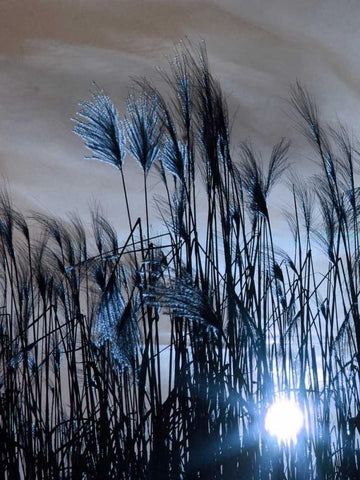 Blue Sunset 1 Black Ornate Wood Framed Art Print with Double Matting by Lewis, Sheldon