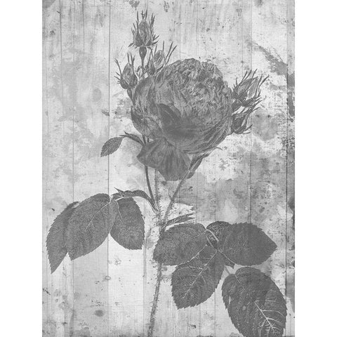 Black Rose In My Garden Black Modern Wood Framed Art Print with Double Matting by Lewis, Sheldon