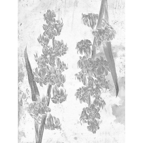 Floral Black White Modern Wood Framed Art Print by Lewis, Sheldon