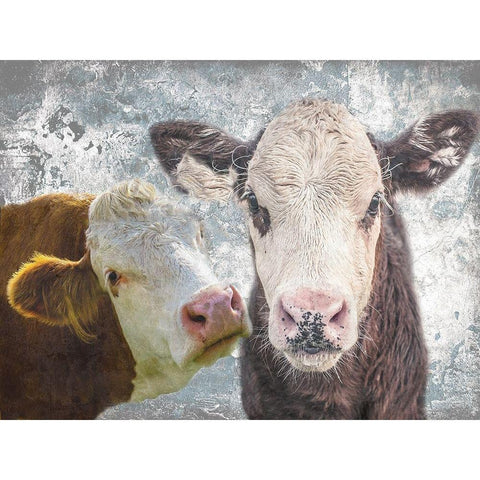 Two Moo Black Modern Wood Framed Art Print by Lewis, Sheldon