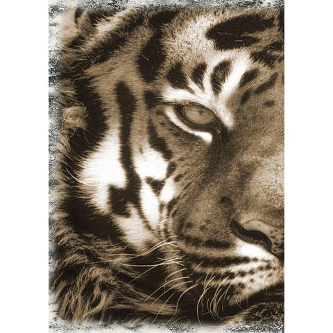 Tiger Claw 1 White Modern Wood Framed Art Print by Lewis, Sheldon