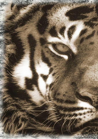 Tiger Claw 1 White Modern Wood Framed Art Print with Double Matting by Lewis, Sheldon