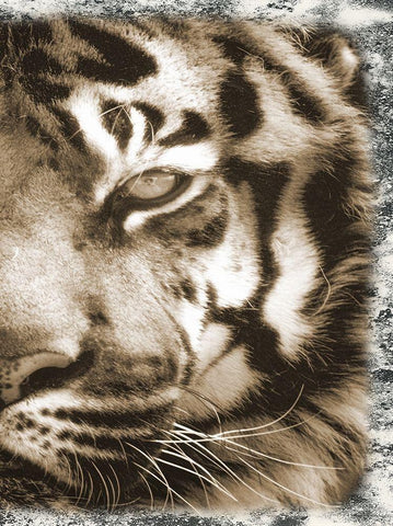 Tiger Claw 2 White Modern Wood Framed Art Print with Double Matting by Lewis, Sheldon