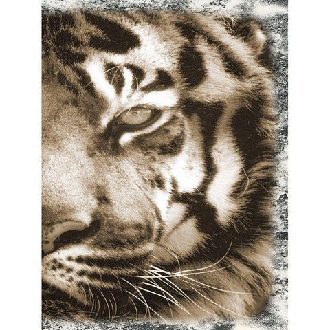 Tiger Claw 2 White Modern Wood Framed Art Print by Lewis, Sheldon