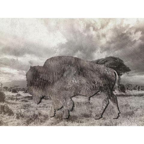 Bison 2 Black Modern Wood Framed Art Print with Double Matting by Lewis, Sheldon