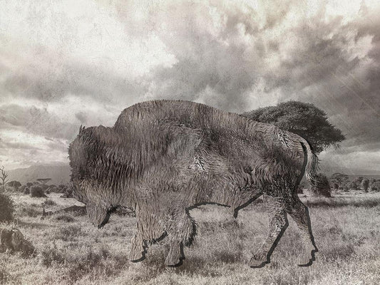 Image Only