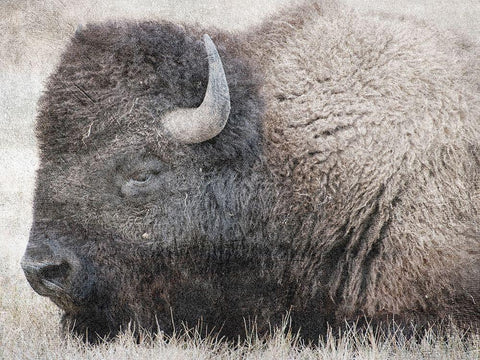 Baby Buff White Modern Wood Framed Art Print with Double Matting by Lewis, Sheldon