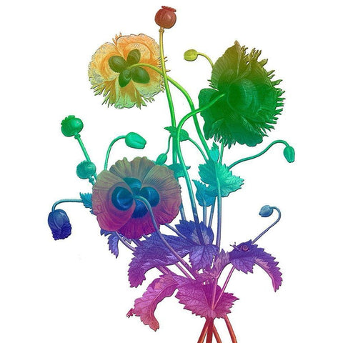 Color Bloom White Modern Wood Framed Art Print by Lewis, Sheldon