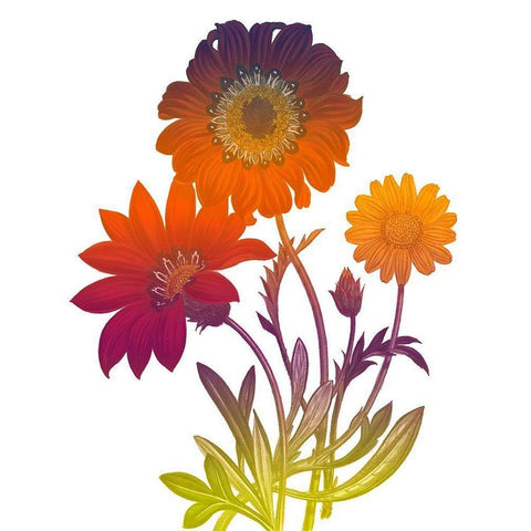 Color Bloom 2 Black Modern Wood Framed Art Print with Double Matting by Lewis, Sheldon