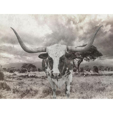 Steer White Modern Wood Framed Art Print by Lewis, Sheldon