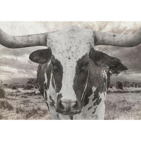 Steer Black Modern Wood Framed Art Print by Lewis, Sheldon