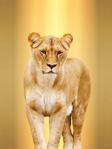 Leony White Modern Wood Framed Art Print with Double Matting by Lewis, Sheldon