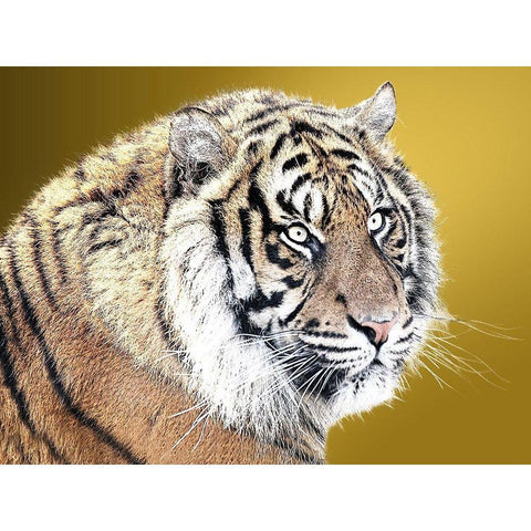 Tiger Eyes Black Modern Wood Framed Art Print with Double Matting by Lewis, Sheldon