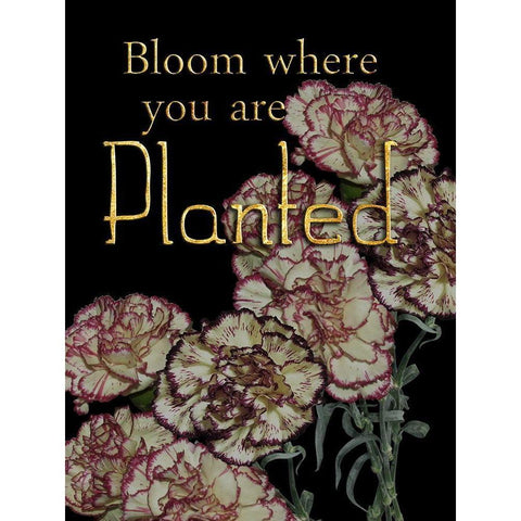 Full Bloom Black Modern Wood Framed Art Print with Double Matting by Lewis, Sheldon