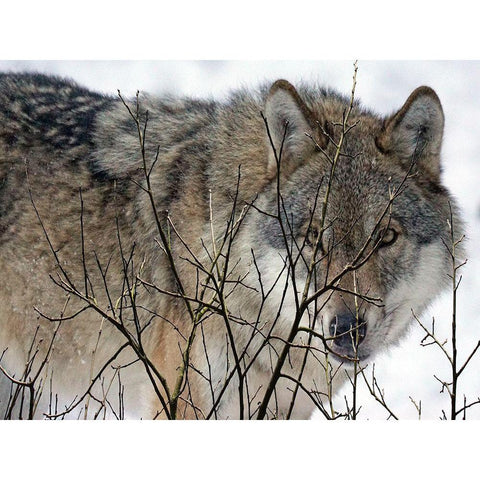 Hunter White Modern Wood Framed Art Print by Lewis, Sheldon