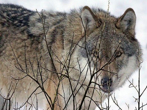 Hunter White Modern Wood Framed Art Print with Double Matting by Lewis, Sheldon