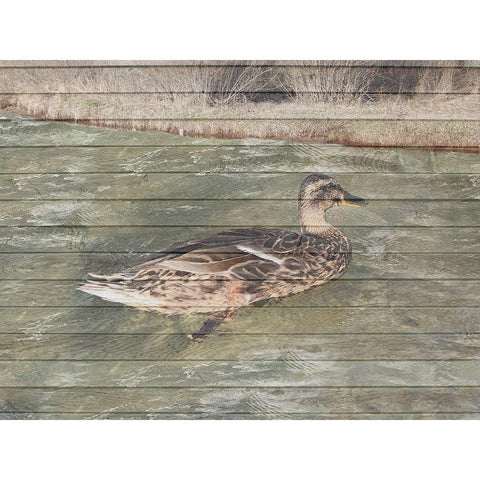 Water Duck Gold Ornate Wood Framed Art Print with Double Matting by Lewis, Sheldon