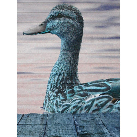 Aqua Duck Black Modern Wood Framed Art Print with Double Matting by Lewis, Sheldon