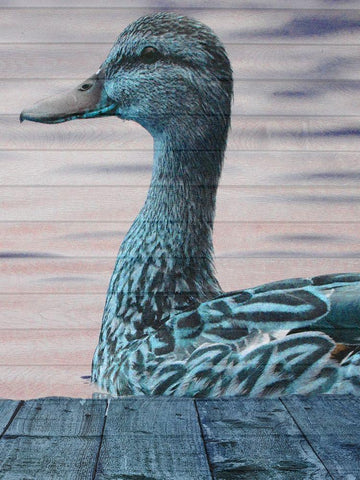 Aqua Duck Black Ornate Wood Framed Art Print with Double Matting by Lewis, Sheldon