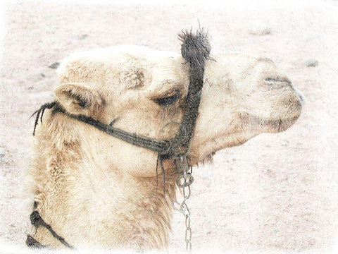 Camel 1 Black Ornate Wood Framed Art Print with Double Matting by Lewis, Sheldon