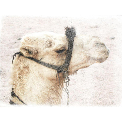 Camel 1 Black Modern Wood Framed Art Print with Double Matting by Lewis, Sheldon
