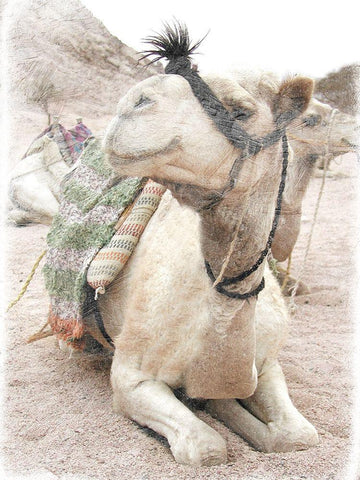 Camel 2 White Modern Wood Framed Art Print with Double Matting by Lewis, Sheldon