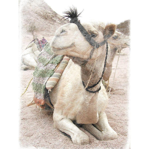 Camel 2 White Modern Wood Framed Art Print by Lewis, Sheldon