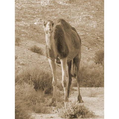 Desert Runner 2 Gold Ornate Wood Framed Art Print with Double Matting by Lewis, Sheldon