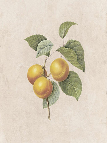 Fruity Botanic 2 White Modern Wood Framed Art Print with Double Matting by Lewis, Sheldon