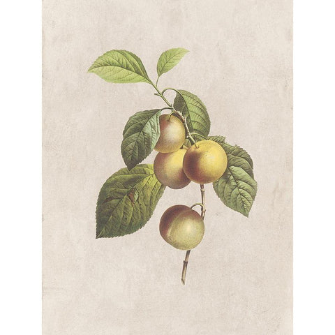 Fruity Botanic 3 Gold Ornate Wood Framed Art Print with Double Matting by Lewis, Sheldon