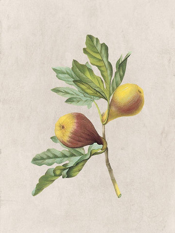 Fruity Botanic 4 White Modern Wood Framed Art Print with Double Matting by Lewis, Sheldon