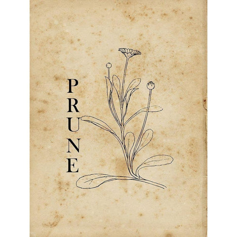 Prune White Modern Wood Framed Art Print by Lewis, Sheldon