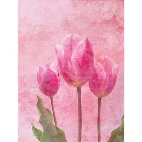 Tulip Love 1 Black Modern Wood Framed Art Print with Double Matting by Lewis, Sheldon