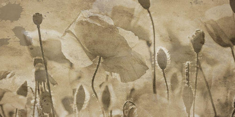 Fresh Meadow Bloom  White Modern Wood Framed Art Print with Double Matting by Lewis, Sheldon