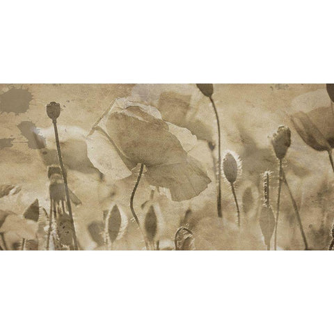 Fresh Meadow Bloom  Black Modern Wood Framed Art Print by Lewis, Sheldon
