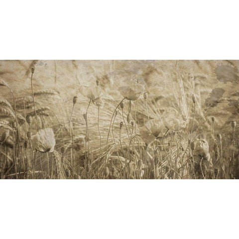 Fresh Meadow Bloom 2  Black Modern Wood Framed Art Print with Double Matting by Lewis, Sheldon