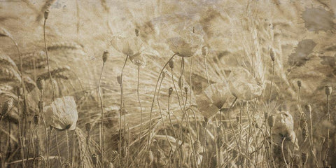 Fresh Meadow Bloom 2  Black Ornate Wood Framed Art Print with Double Matting by Lewis, Sheldon