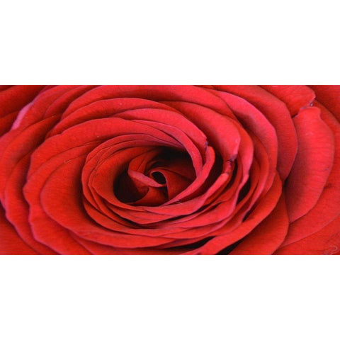 Heart Of The Rose Black Modern Wood Framed Art Print with Double Matting by Lewis, Sheldon