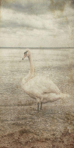 Coast Bird Watch White Modern Wood Framed Art Print with Double Matting by Lewis, Sheldon
