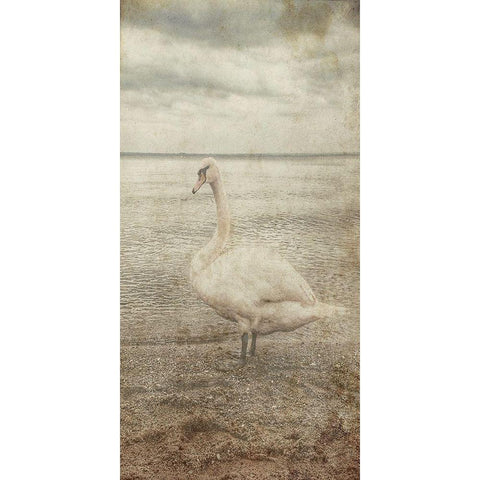 Coast Bird Watch Black Modern Wood Framed Art Print by Lewis, Sheldon