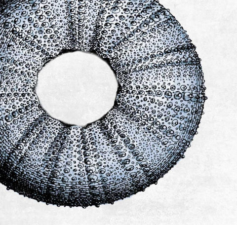 Urchin Shell 1 White Modern Wood Framed Art Print with Double Matting by Lewis, Sheldon