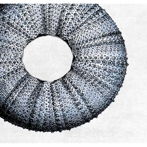 Urchin Shell 1 Black Modern Wood Framed Art Print by Lewis, Sheldon