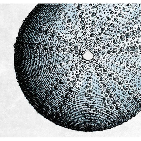 Urchin Shell 2 White Modern Wood Framed Art Print by Lewis, Sheldon