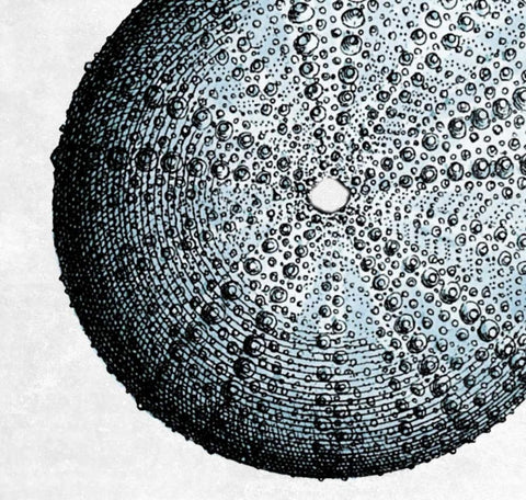 Urchin Shell 2 Black Ornate Wood Framed Art Print with Double Matting by Lewis, Sheldon