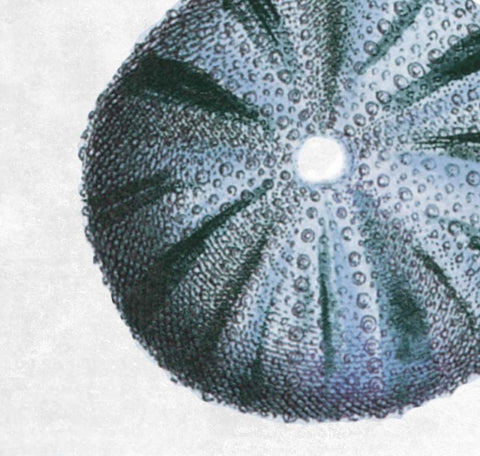 Urchin Shell 3 White Modern Wood Framed Art Print with Double Matting by Lewis, Sheldon