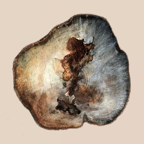 Tree Ring Stump 1 White Modern Wood Framed Art Print by Lewis, Sheldon