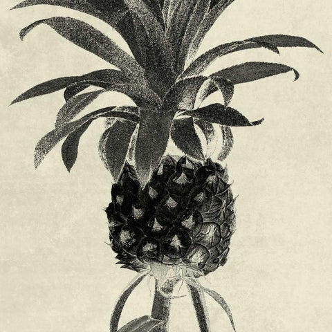 Terrarium Pine 1 Black Ornate Wood Framed Art Print with Double Matting by Lewis, Sheldon